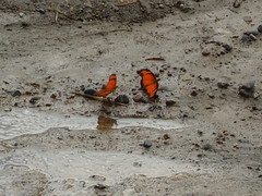 Dione vanillae lucina