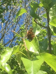 Polygonia c-album