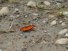 Dione vanillae lucina