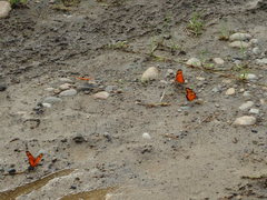 Dione vanillae lucina