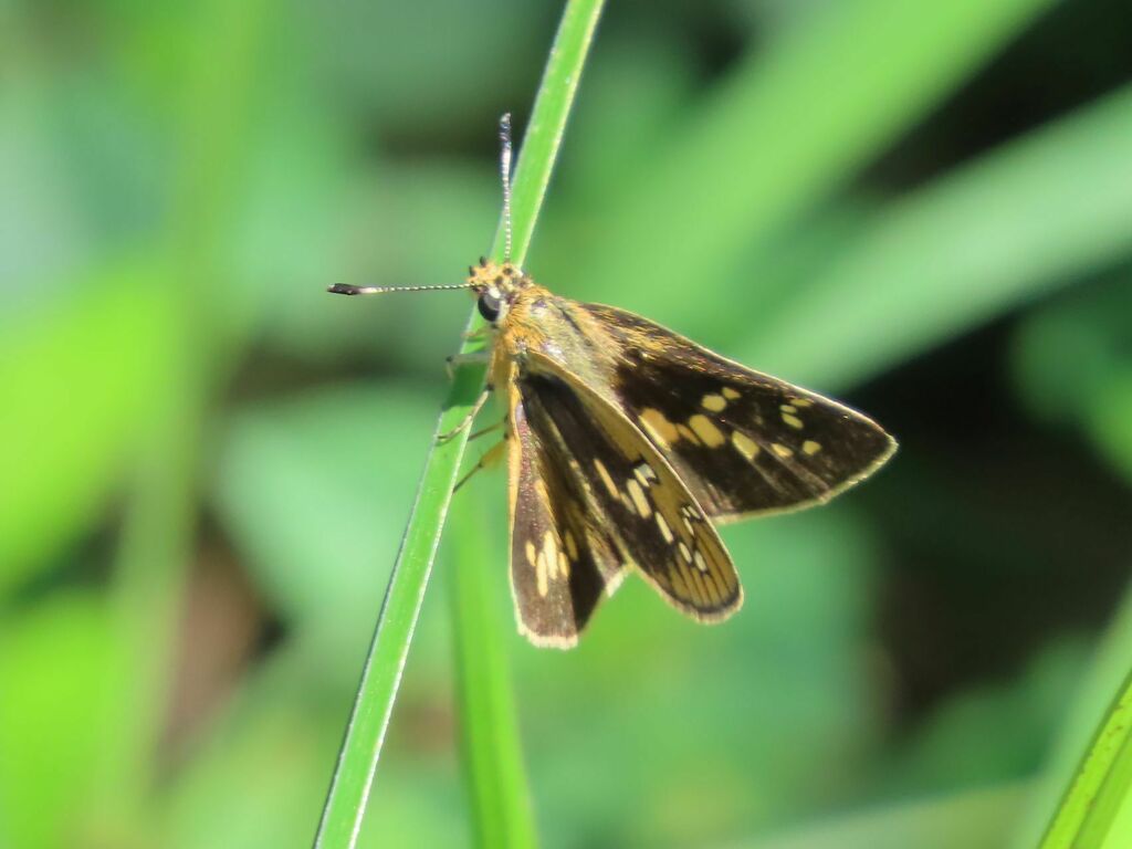 Pale Ranger from Sabie Park, 1260, South Africa on March 27, 2024 at 10 ...