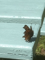 Polygonia c-album