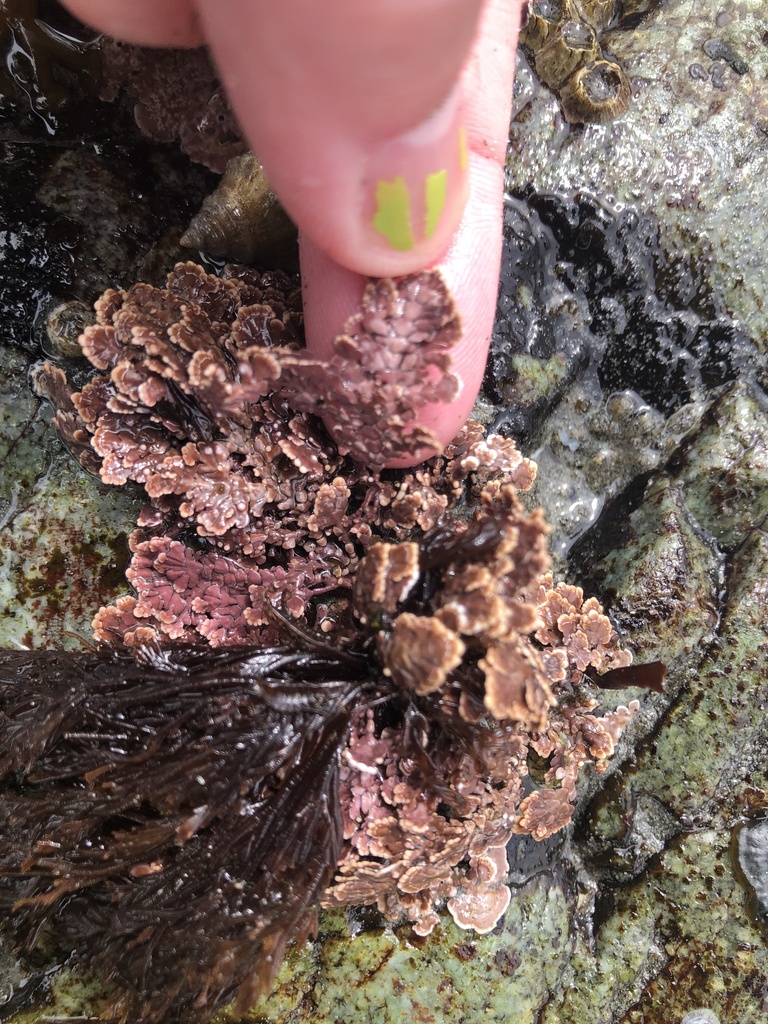 Bossiella frondifera