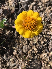 Balsamorhiza rosea