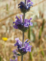 Nepeta curviflora