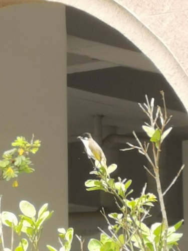 Pycnonotus sinensis hainanus