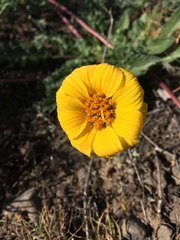Balsamorhiza rosea