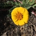 Rosy Balsamroot - Photo (c) billnancylaframboise, some rights reserved (CC BY-NC)