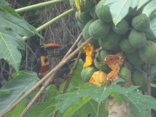 Fiery-billed Aracari (Pteroglossus frantzii)