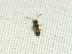 Pseudopachybrachius vinctus