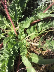 Balsamorhiza rosea
