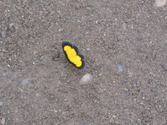 Xanthyris flaveolata