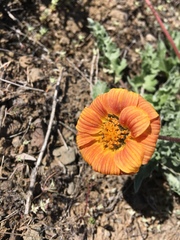 Balsamorhiza rosea