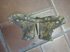 Arsenurinae