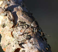 Brachyderes incanus