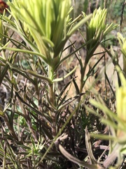 Castilleja thompsonii