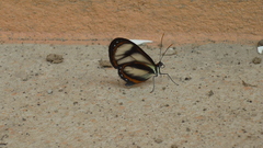 Ithomia salapia