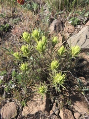 Castilleja thompsonii