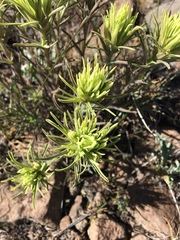 Castilleja thompsonii