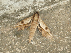 Xylophanes epaphus