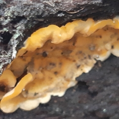 Agaricomycetes