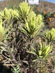 Castilleja thompsonii