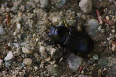 Dorcus parallelus