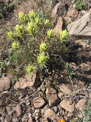 Castilleja thompsonii