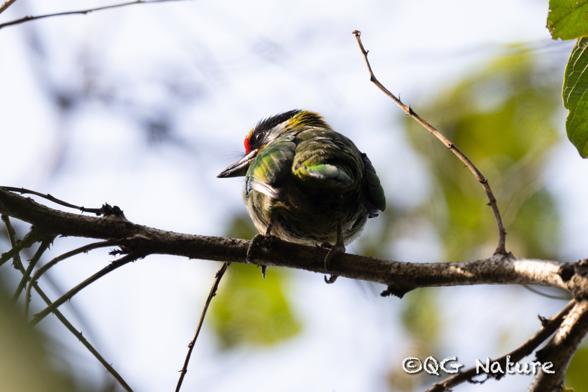 Golden-throated Barbet
