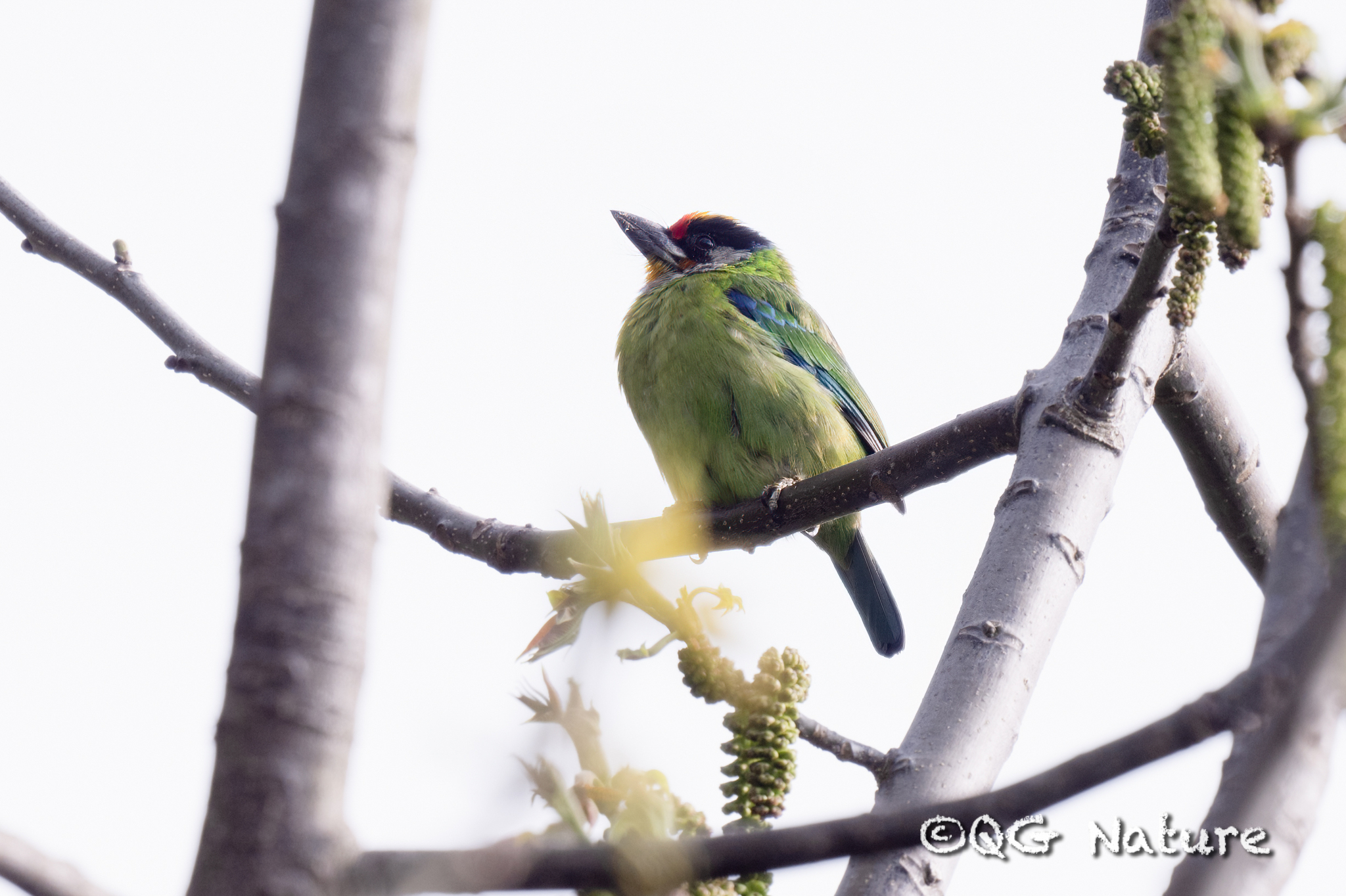 Golden-throated Barbet