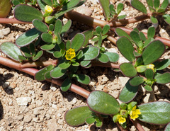 Portulaca oleracea