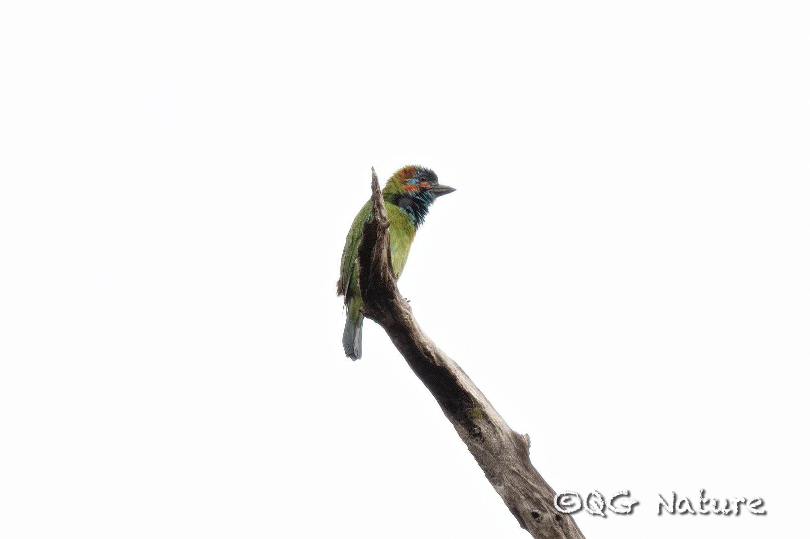 Black-eared Barbet