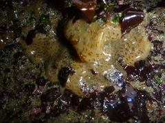 Styelidae