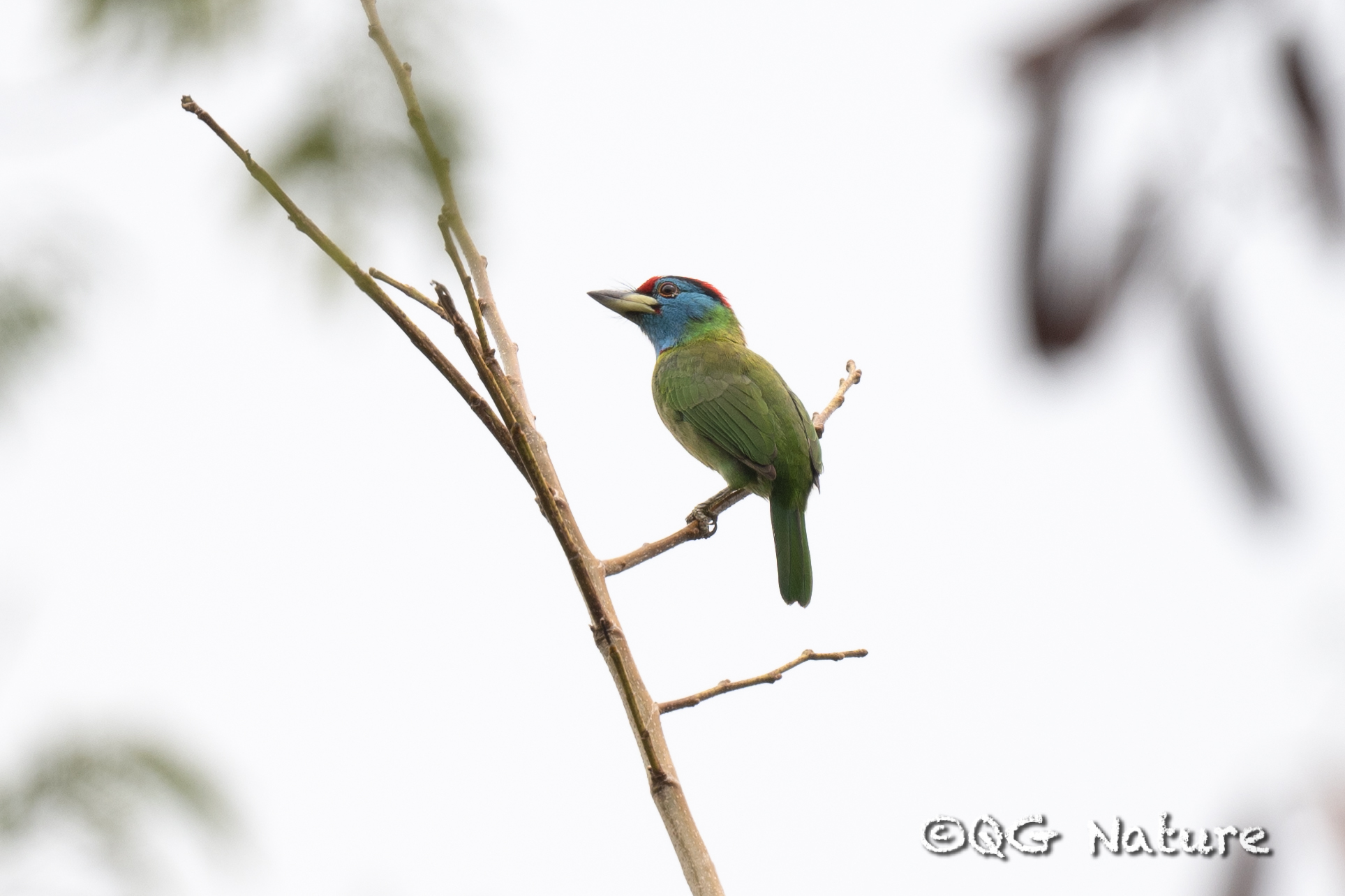 Blue-throated Barbet