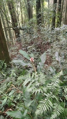 Alpinia sessiliflora