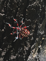 Pachylis neocalifornicus