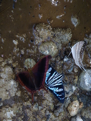 Marpesia zerynthia