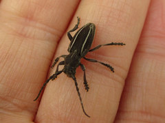 Neodorcadion bilineatum