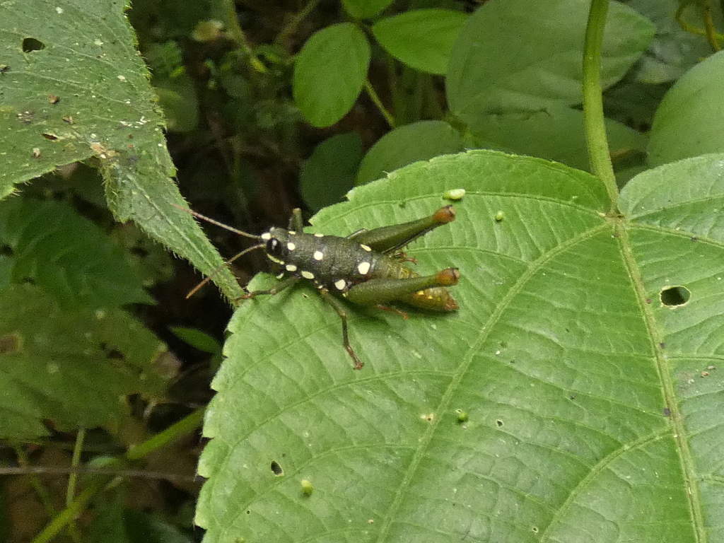 Oedalacris