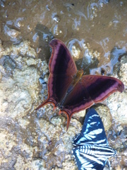 Marpesia zerynthia