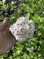 Viburnum × burkwoodii