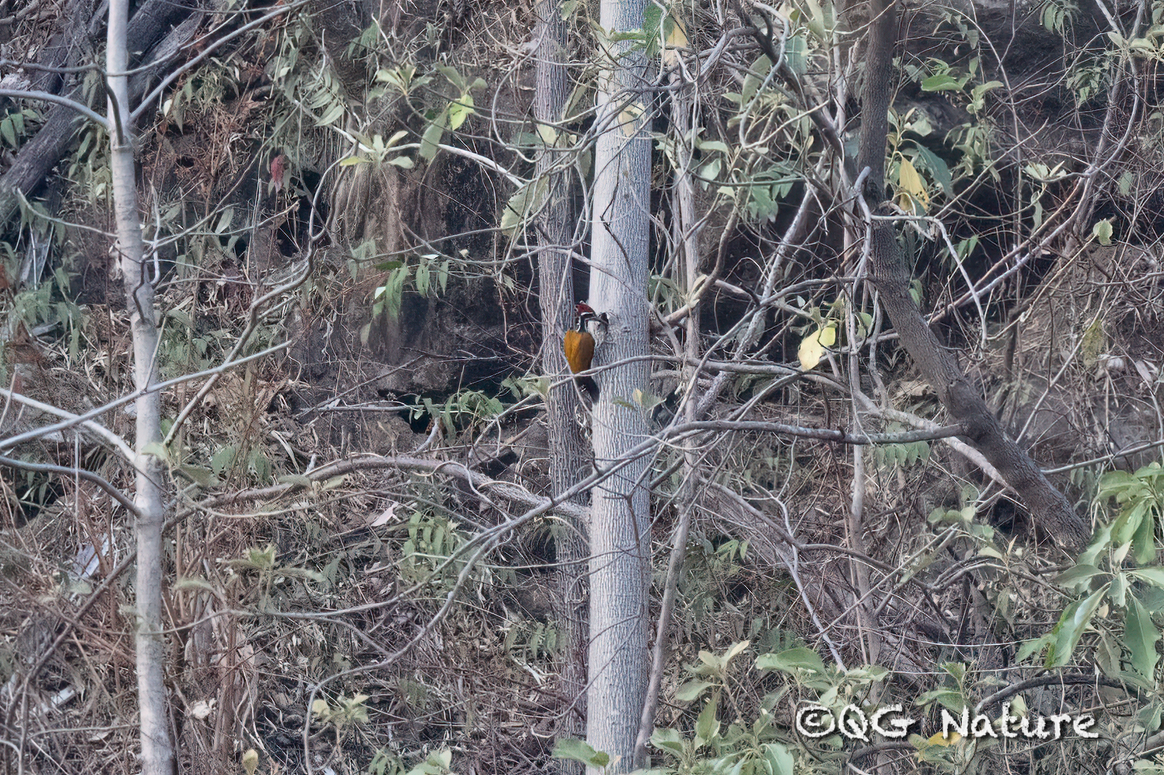 Greater Flameback