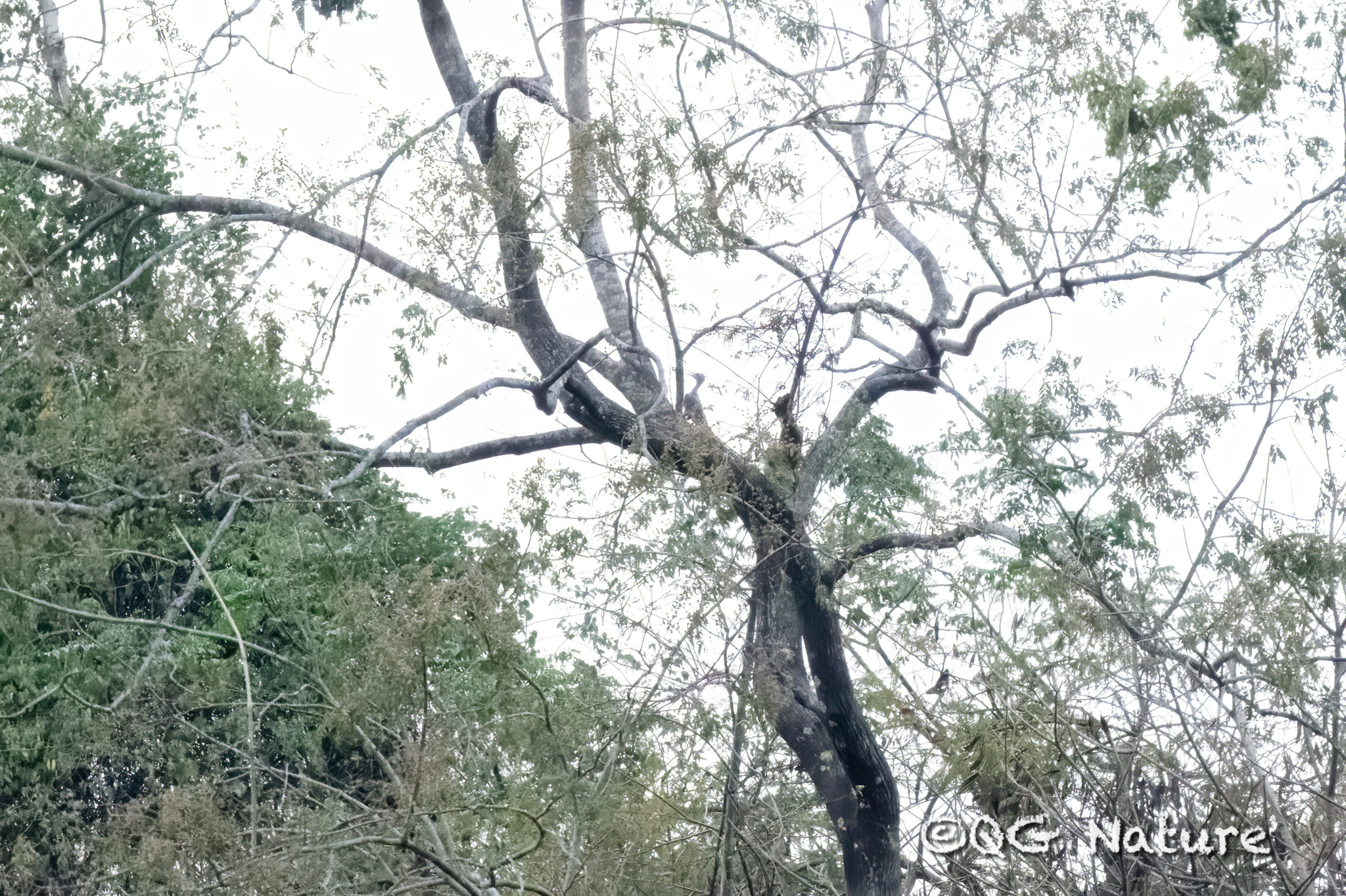 Great Slaty Woodpecker