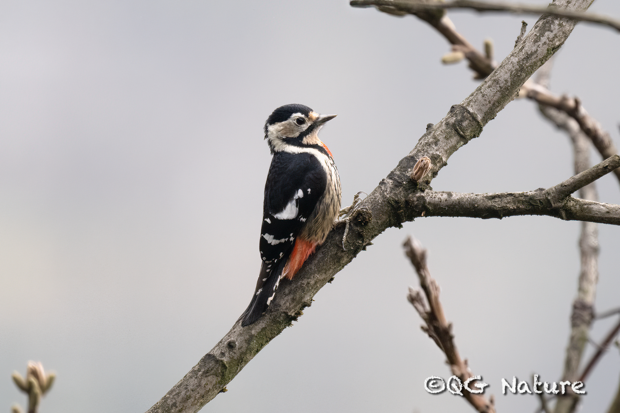 Crimson-naped Woodpecker