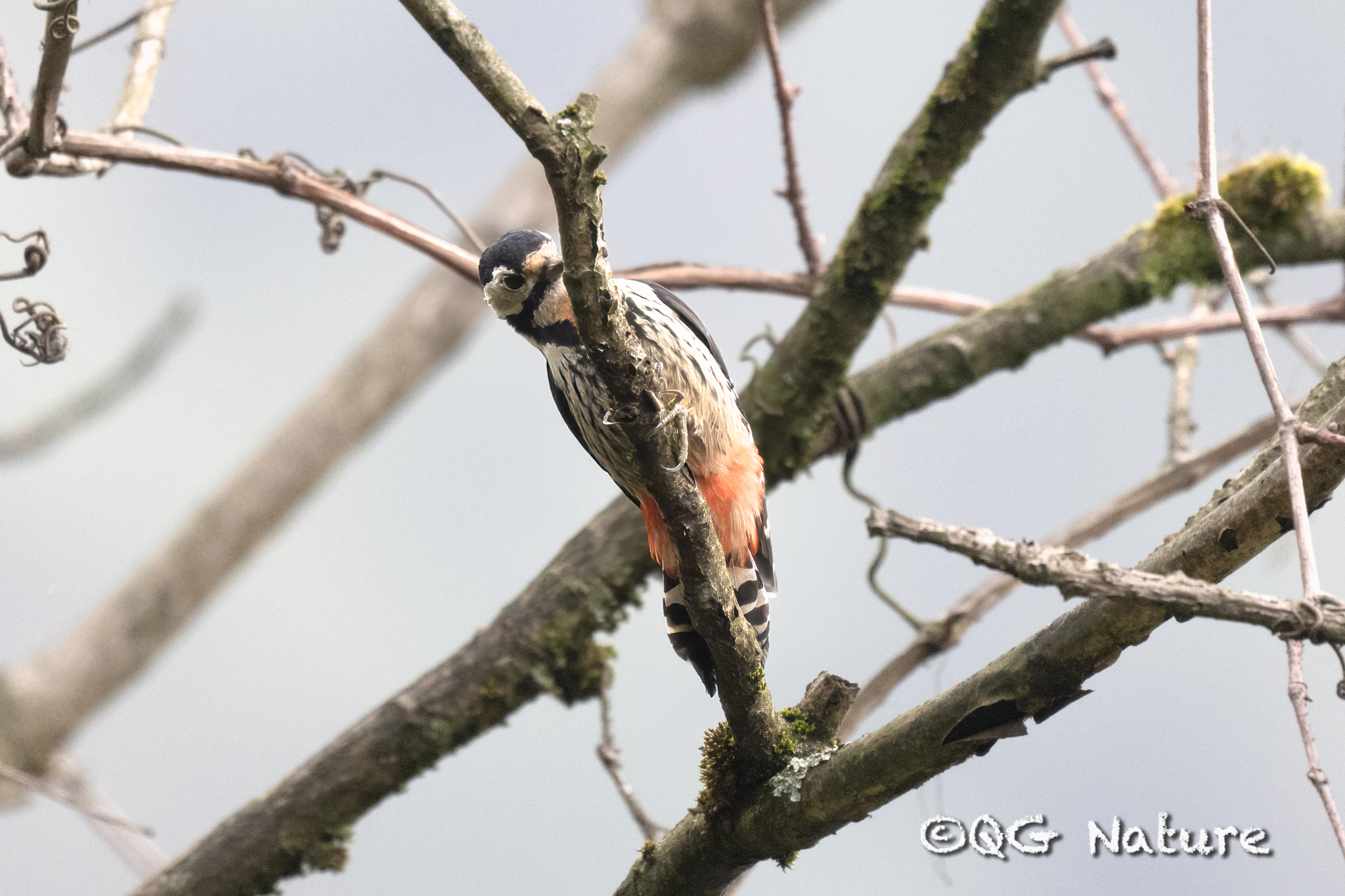Crimson-naped Woodpecker