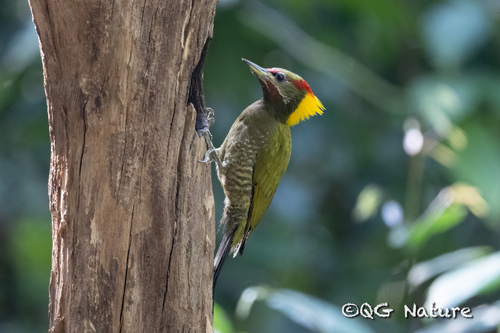 Kleine geelkuifspecht (Picus chlorolophus)