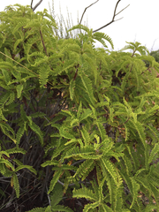 Chamaebatia australis