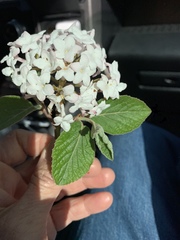 Viburnum × burkwoodii