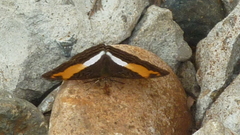Adelpha cocala cocala