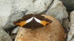 Adelpha cocala cocala